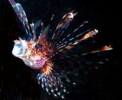 Lionfish, Loloata Island, PNG.  Housed Nikon F, Auto micr... by Rick Tegeler 